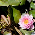 Pond Corsage