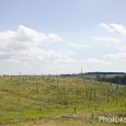 Ravages of Wildfire