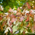 Rack of Leaves