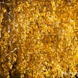 Yellow Explosion