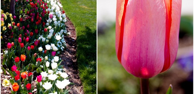Thanksgiving Point Tulip Festival Saturday I had the opportunity to attend the Thanksgiving Point Tulip Festival. Over 250,000 tulips in all, it was spectacular. The weather was mild (mid 60′s) and was slightly overcast...