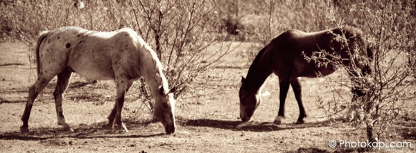 Facebook Cover Photo Horses