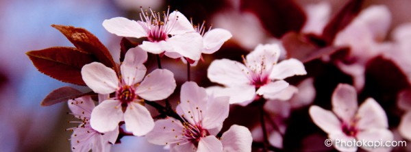 Facebook Cover Photo Blossoms