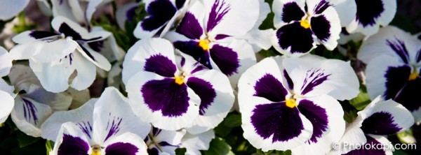 Facebook Cover Photo Pansies