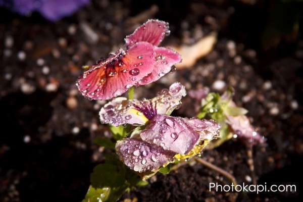 Pansy Water Droplets I