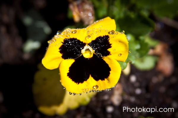 Pansy Water Droplets II