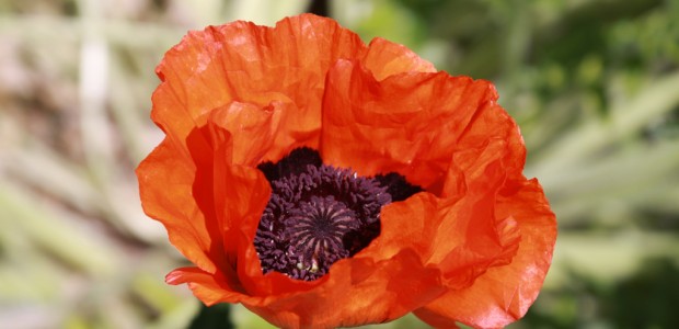 Orange Poppy Orange Poppies always remind me of my Grandma Sagers. She has a big patch of them in the front of her house by the mailbox. I remember going to her...