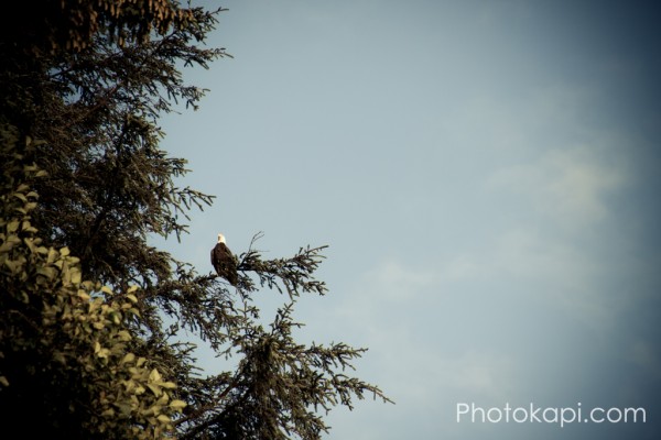 Bald Eagle on Oregon Coast