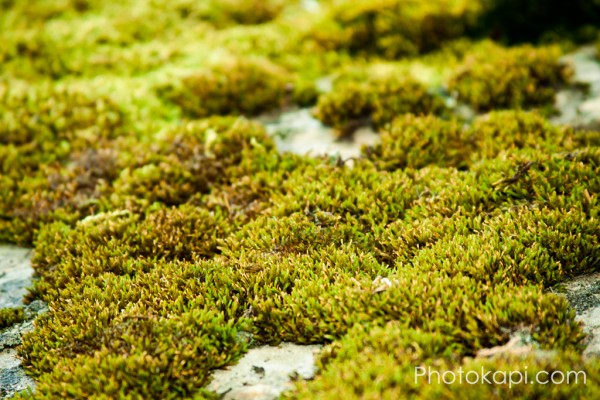 Rock Moss in American Fork Canyon