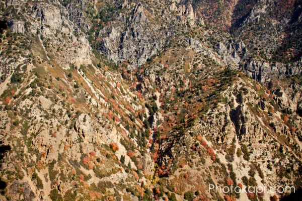 Autumn Leaves in American Fork Canyon
