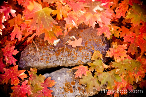Autumn Leaves in American Fork Canyon