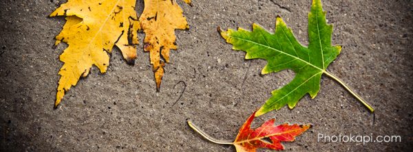 Fall Themed Facebook Cover Photos | Photokapi.com