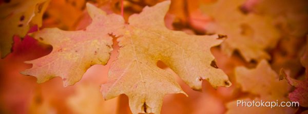 Fall Themed Facebook Cover Photos | Photokapi.com