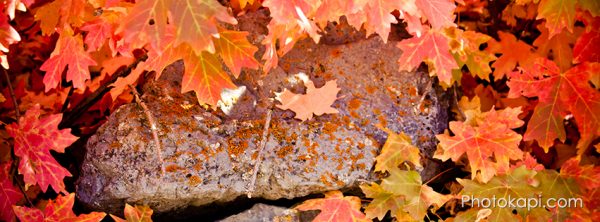 Fall Themed Facebook Cover Photos | Photokapi.com