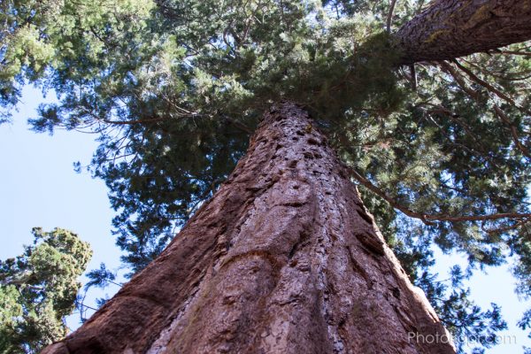 Big Tree State Park, California - Photokapi.com