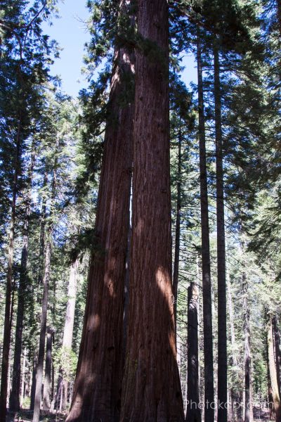 Big Tree State Park, California - Photokapi.com