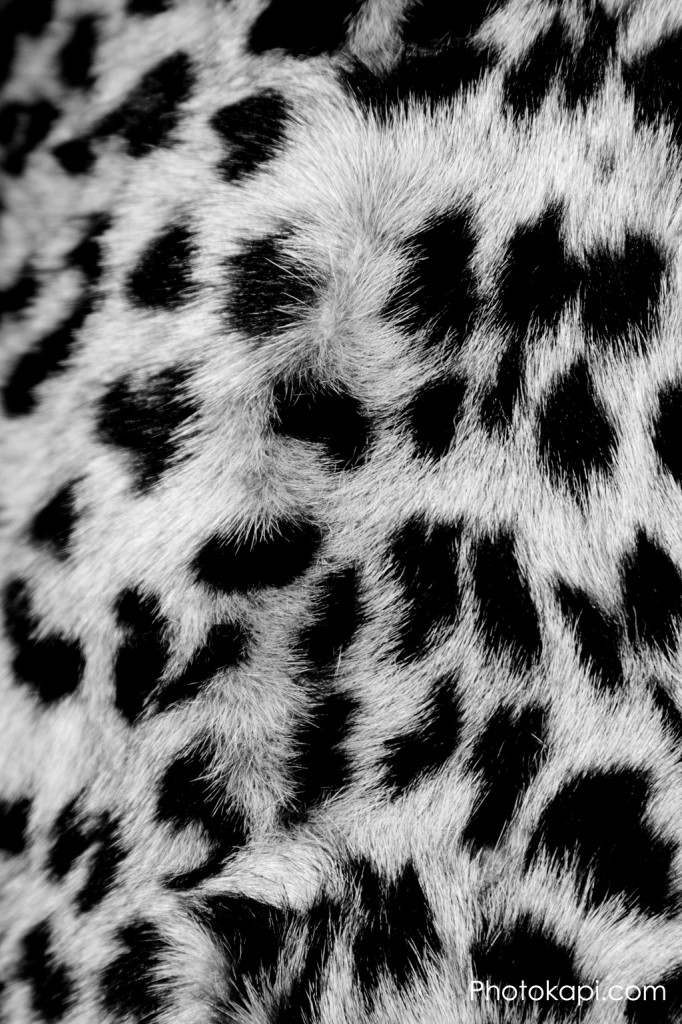 Cheetah Fur – Photokapi.com