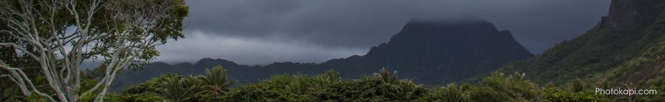 Header Rainforest | Photokapi.com