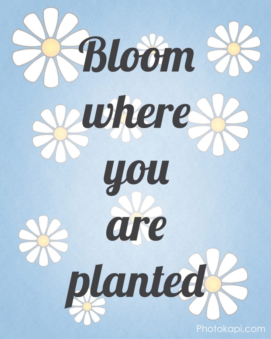 Bloom Where You Are Planted | Photokapi.com